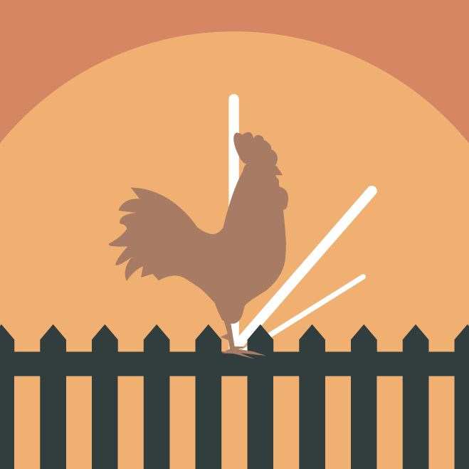 Rooster sitting on fence